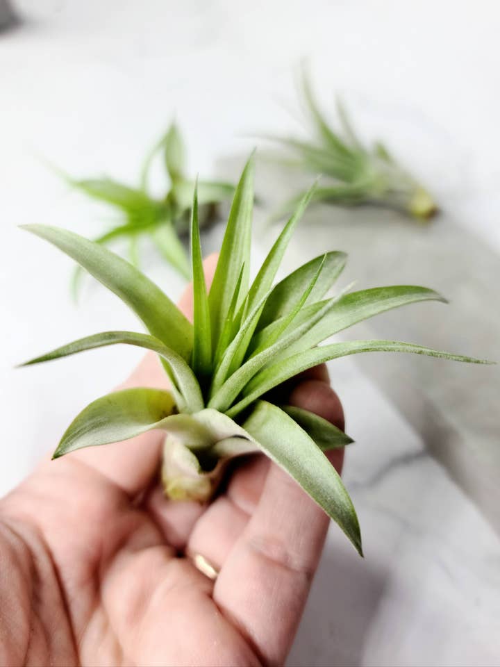Small Tillandsia Brachy or Peach Capitata air plant for wholesale by Geoform Designs