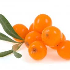 Femmeup - Wholesale Oral Supplement/Vitamin - Sea Buckthorn Oil Pearls. Omega 7. Repair and hydration of skin and mucous membranes to combat dryness, irritation, lesions, recurrent infections, and pain during sexual intercourse.2