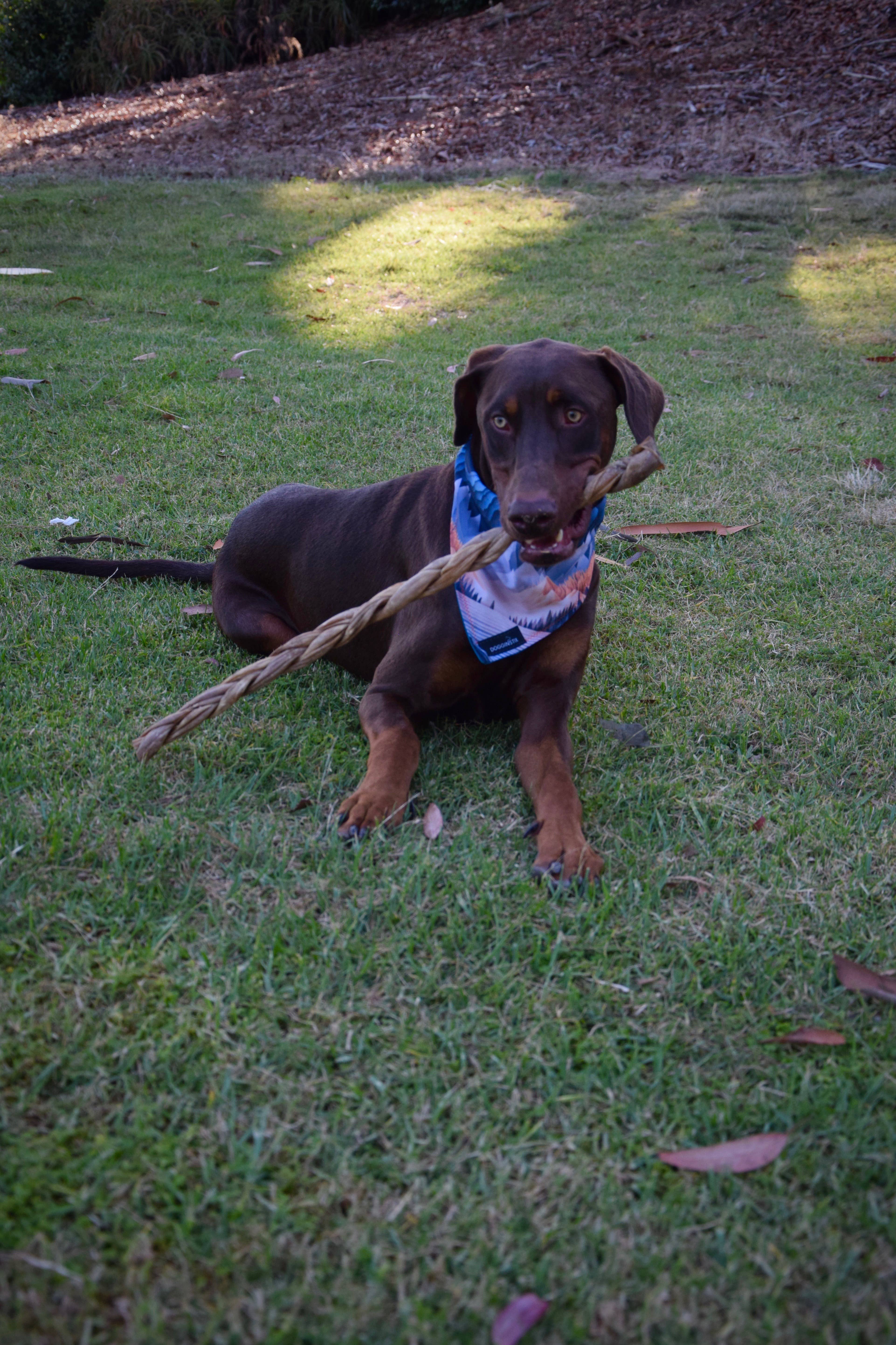 Dogginstix - Wholesale Pet Treats - Dog - 24" Braided Lamb Collagen Sticks 2