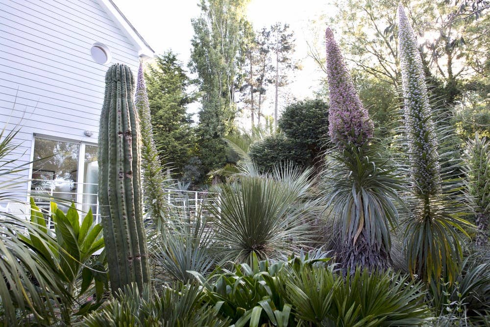 Independent Publishers Group - Wholesale Home & Garden - Jungle Garden2