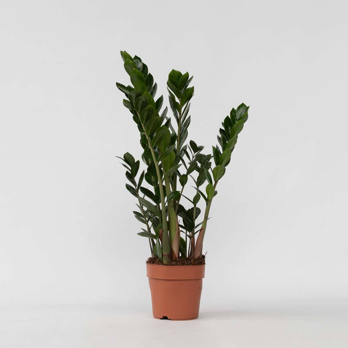 Oasis of Life - Wholesale Live Plant - Zamioculcas Zamiifolia – ZZ Plant / Emerald Palm – Height 55–65cm – Ø17cm – Easy-care houseplant for home & office6