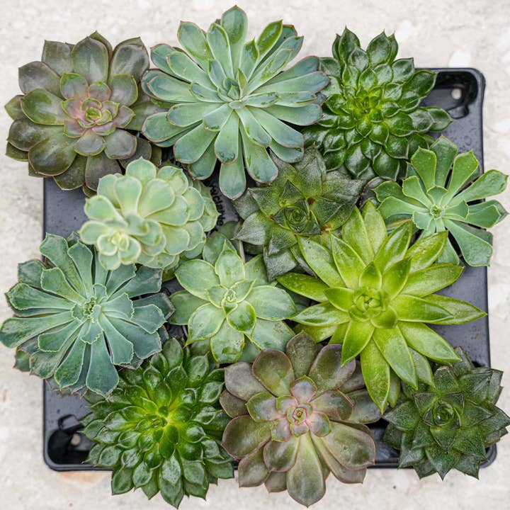 Trendhero.nl/b2b - Wholesale Succulent - Succulent Mix Set - Assorted Succulents in 6 cm Pots (8–12 cm high)2
