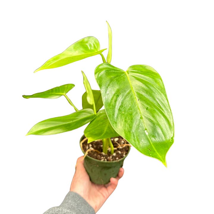 4" Philodendron 'Emerald Green' (Philodendron sp.)Houseplant for wholesale by Flow State