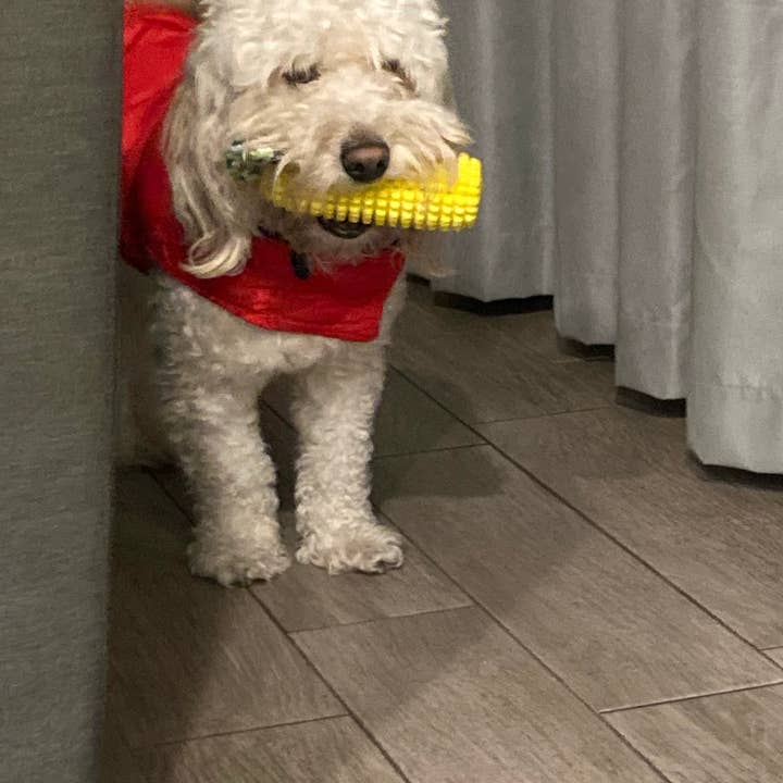 Green Waves Co. - Wholesale Pet Chew Toy - Dog - Corn-Shaped Dental Chew Toy11