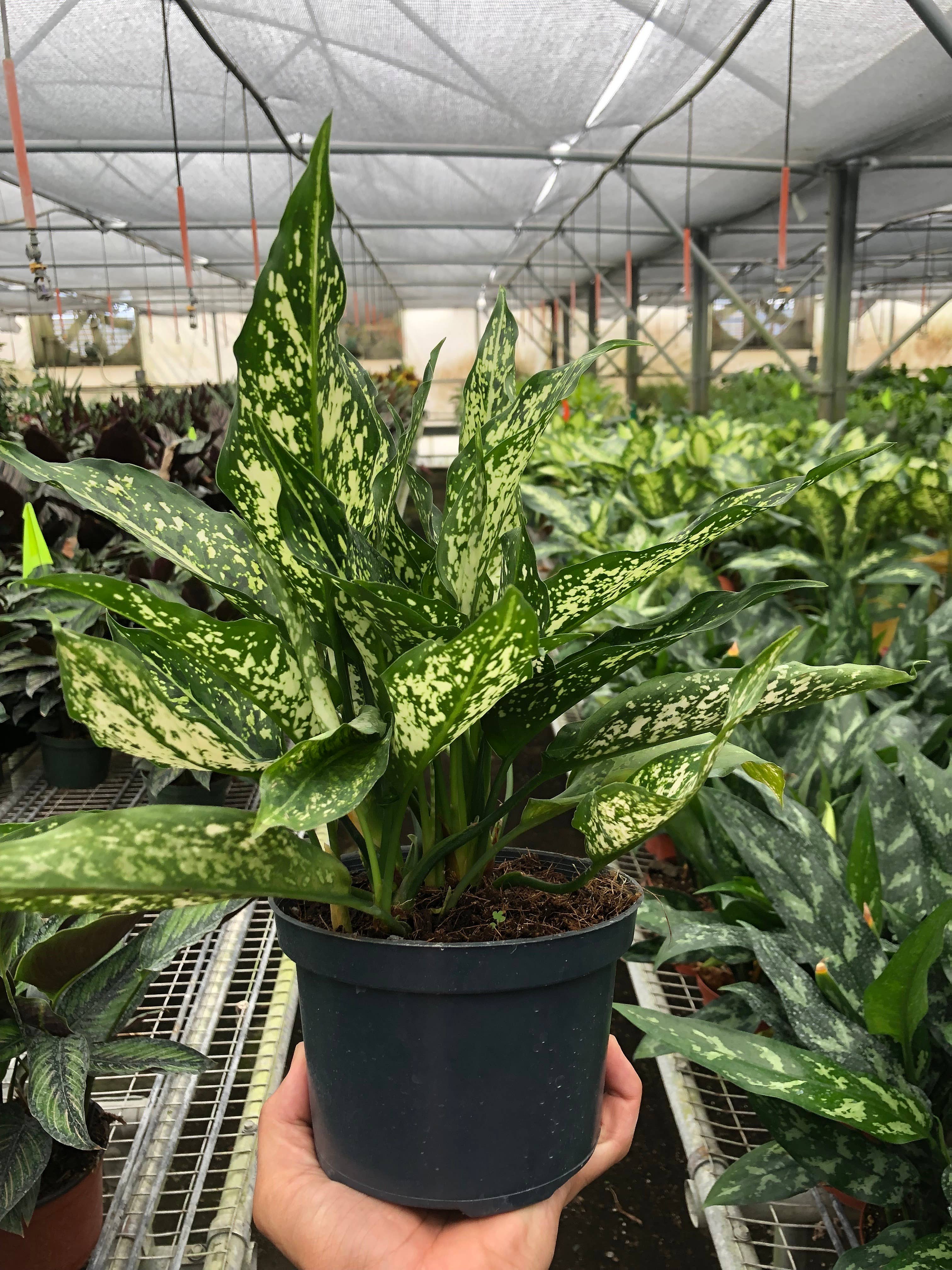 House Plant Wholesale - Wholesale Live Plant - Chinese Evergreen 'First Diamond' Plant - 6" Pot0