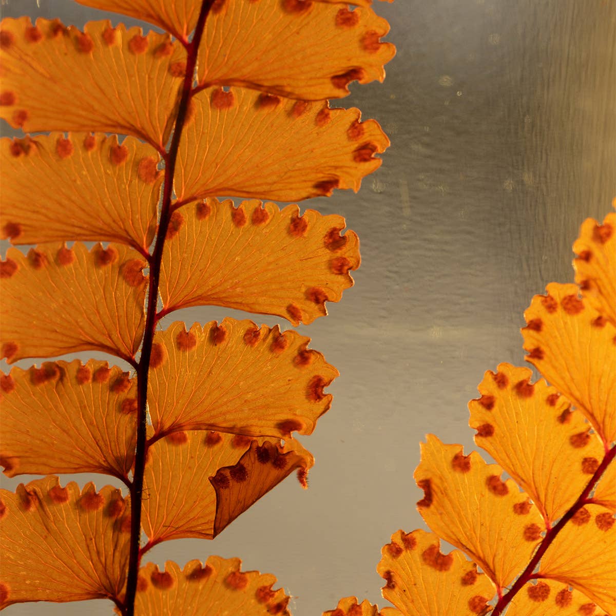 Theophile Berthon - Wholesale Live Plant - The Felci Red Fern Herbarium - submerged plant5