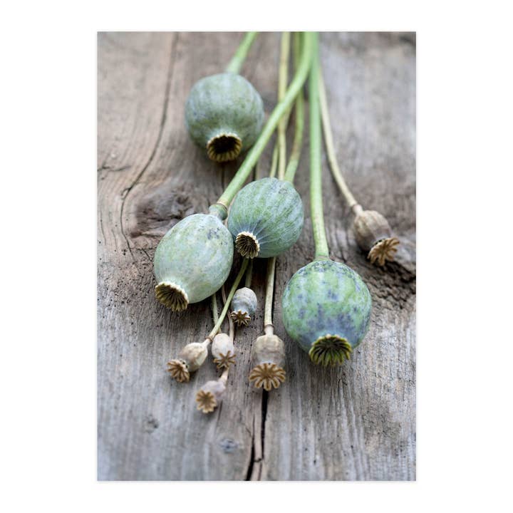 Tarjeta postal "Cápsulas de amapola" para venta al por mayor de paruspaper. nutzfeine papeterie