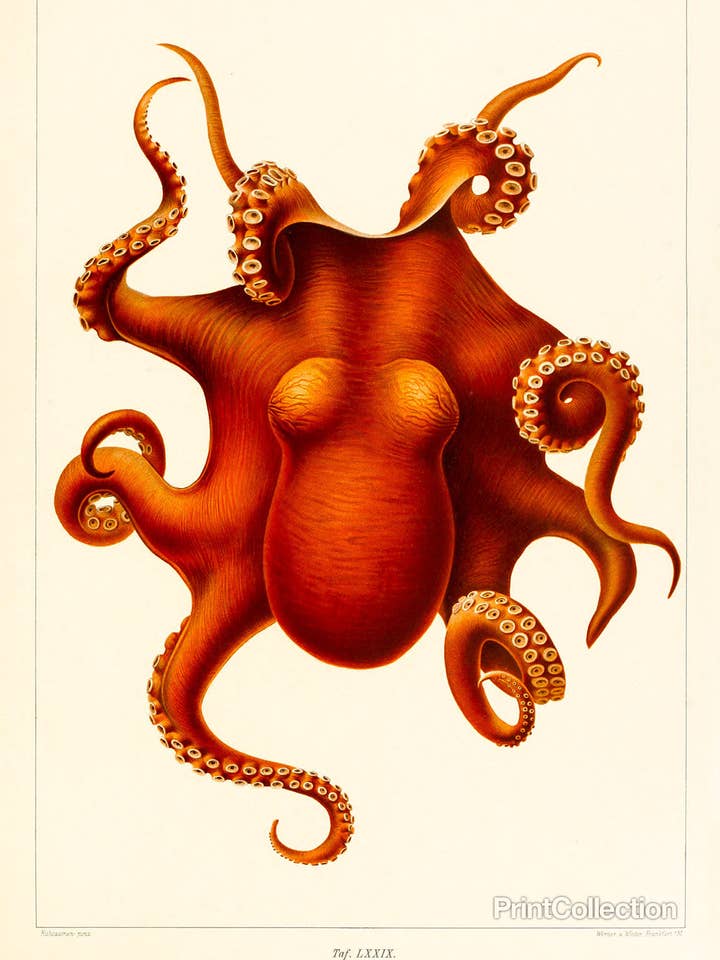 Oktopus - Die Kopffüßer - 1915 für den Großhandel von Print Collection