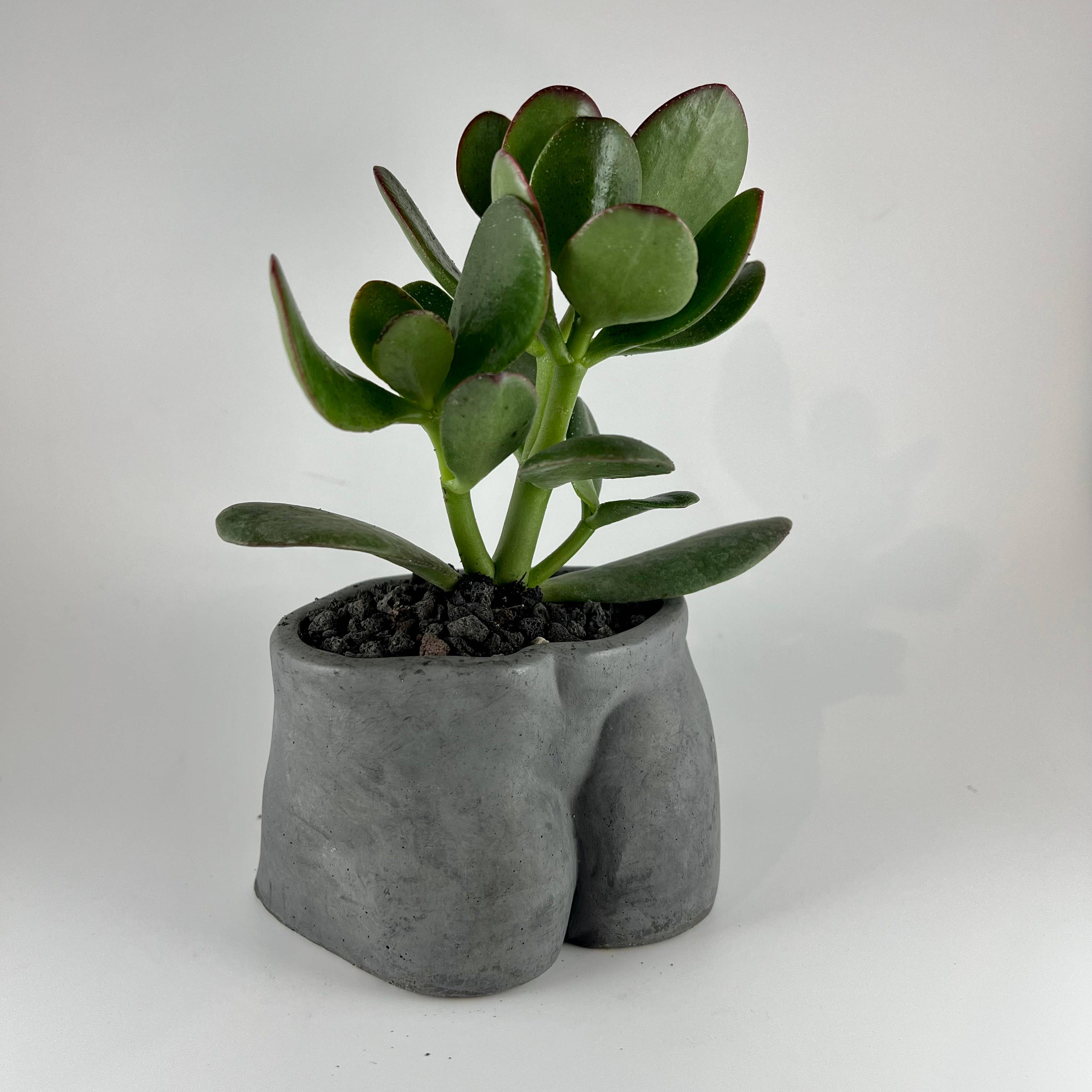 the plant gays - Wholesale Plant Pot - body concrete planter - bottom4