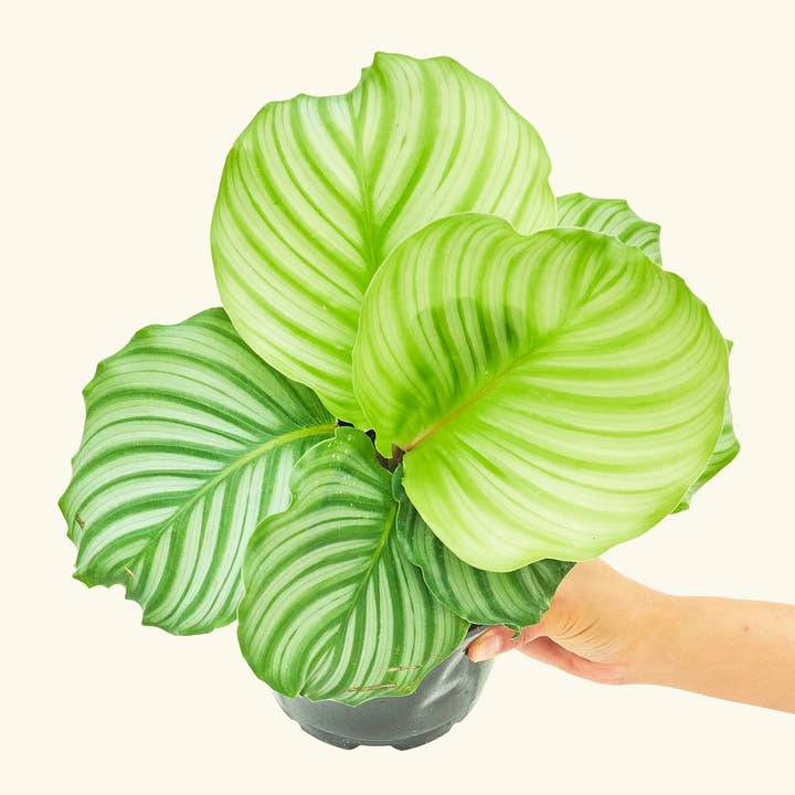 Rooted - Wholesale Live Plant - Orbit Peacock Plant (4" or 6" Pot)