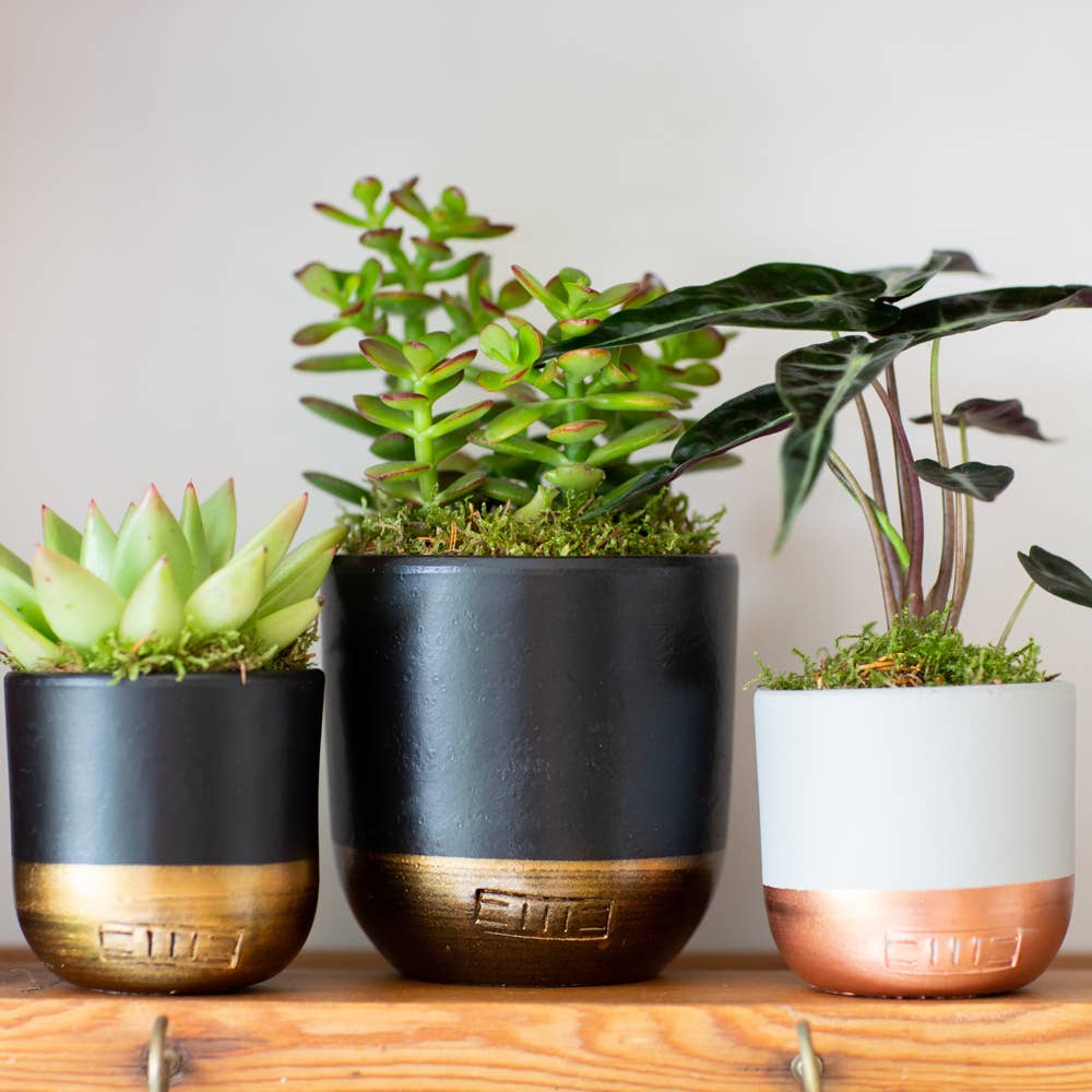 The Little Botanical – wholesale Succulent – Miranda28