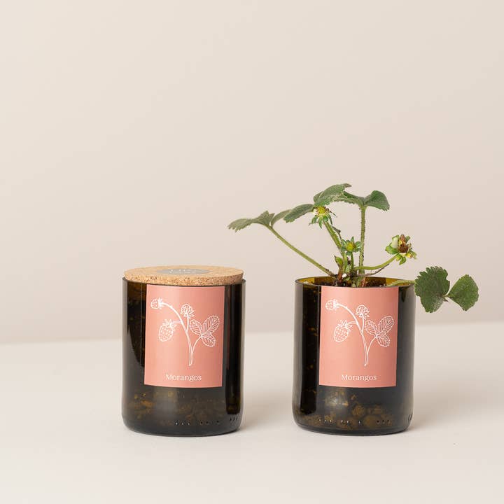 Life in a bag - Wholesale Plant Pot - Bottle Garden Strawberries0