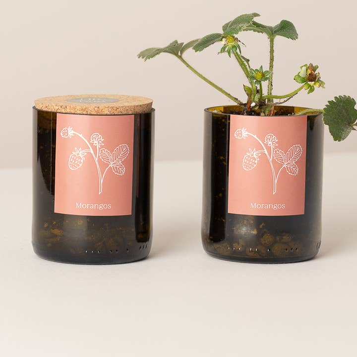 Life in a bag – Engroshandel Plantekrukke – Bottle Garden jordbær0