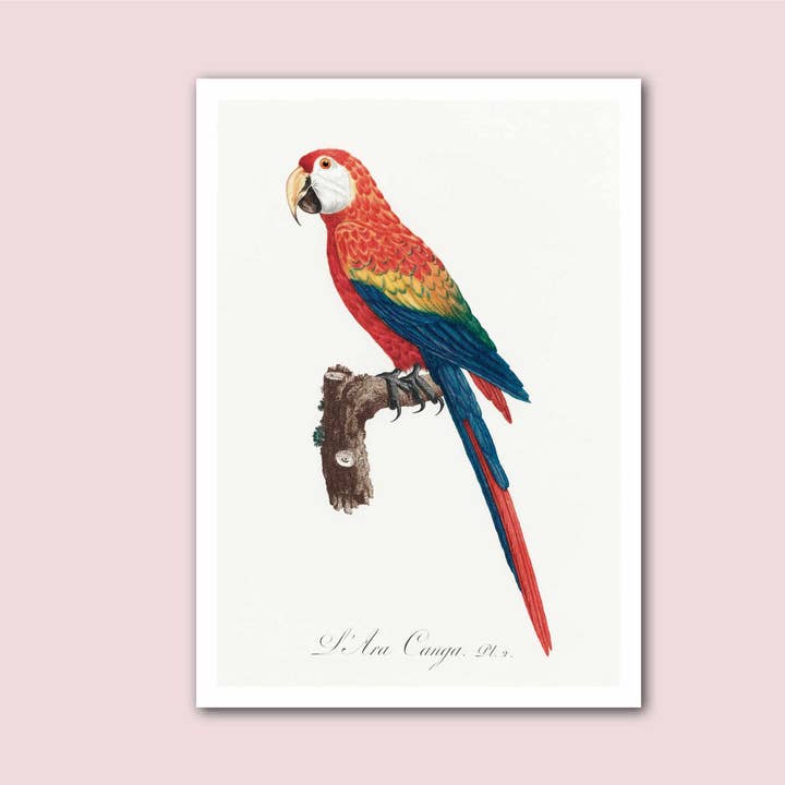 Scarlet Macaw Parrot Vintage Natural History Print for wholesale by Holland Road Prints