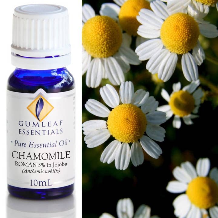 Buckley & Phillips Aromatics – wholesale Essential oil – Chamomile Roman (3% in Jojoba) Essential Oil