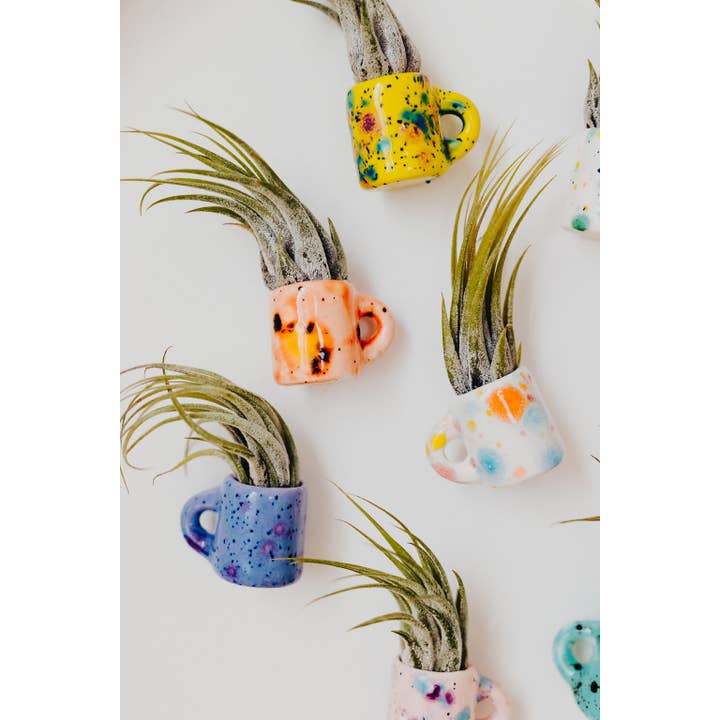 The Glazing Sun - Wholesale Live Plant - Mini Magnetic Air Plant Mug