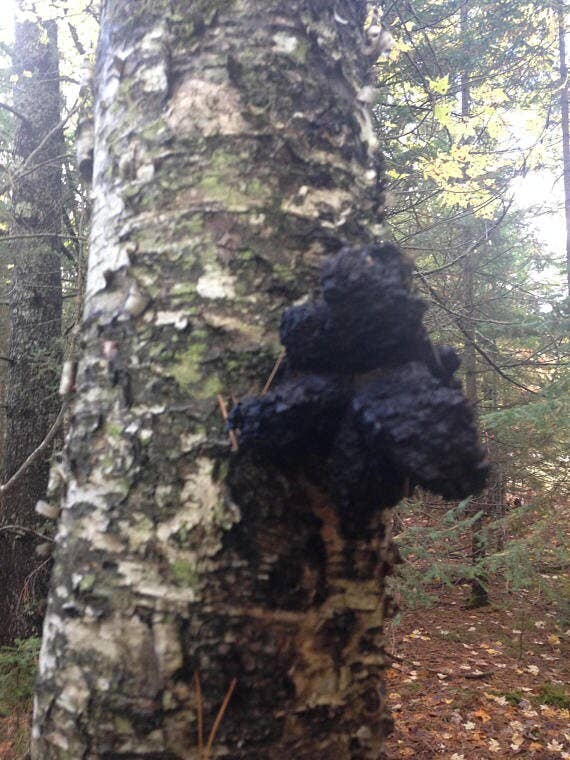 Great Lakes Treats – Großhandel Loser Tee – Great Lakes Treats Gemahlener Chaga-Tee (4 Unzen) ist kein Extrakt5