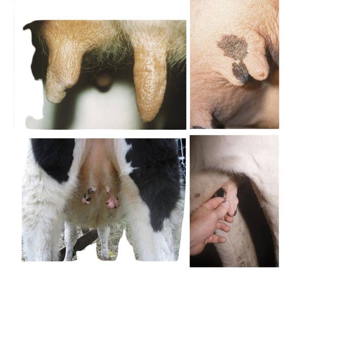 BC Animal Solutions Inc – Engroshandel Kæledyrsspray – Hund – Microcyn® Farm og Ranch Yver- og Pattespay, 473 ml3