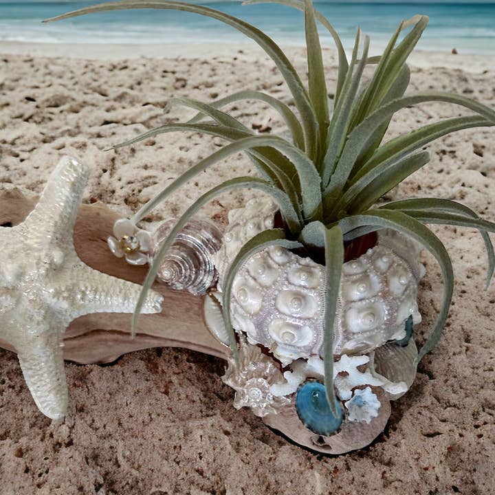 Ocean Whimsy Shop - Wholesale Decorative Tabletop Object - Grapewood and Seashell Centerpiece1