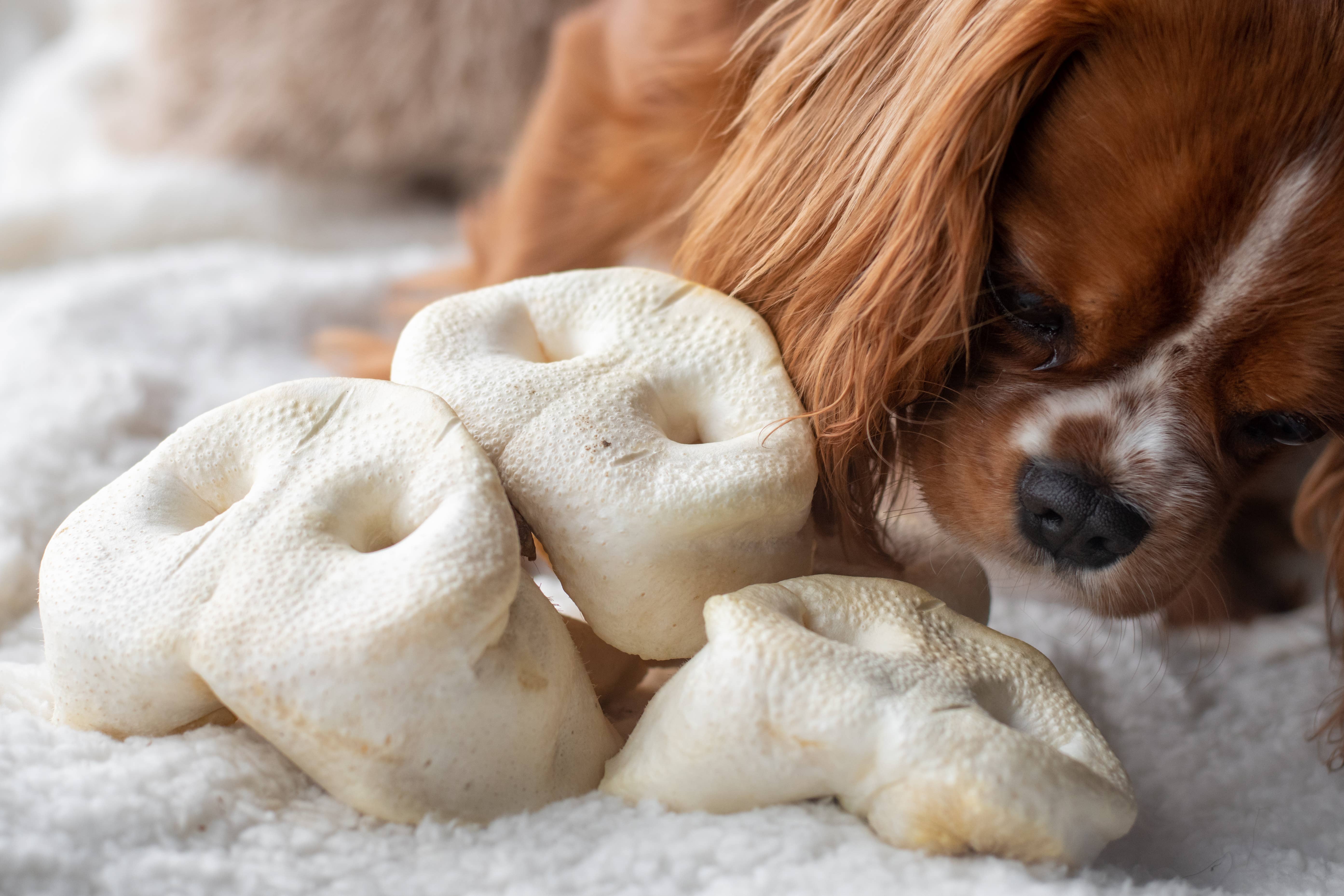 Kivo Petfood – wholesale Pet treats – Dog – Dog Snack - Puffed Pork Nose with Honey - 5 pieces2