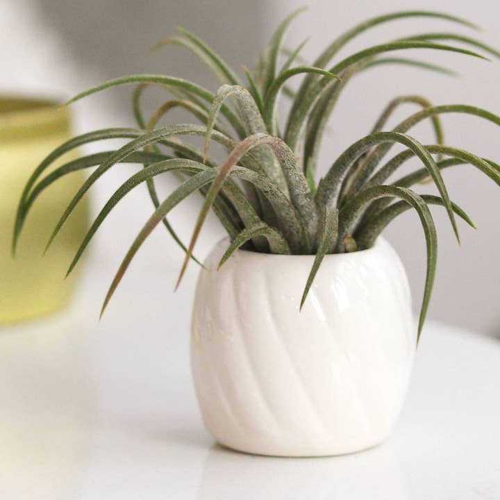 Best Plant Friend - Wholesale Plant Pot - Decorative White Glazed Ceramic Mini Pot, Air Plant Holder2