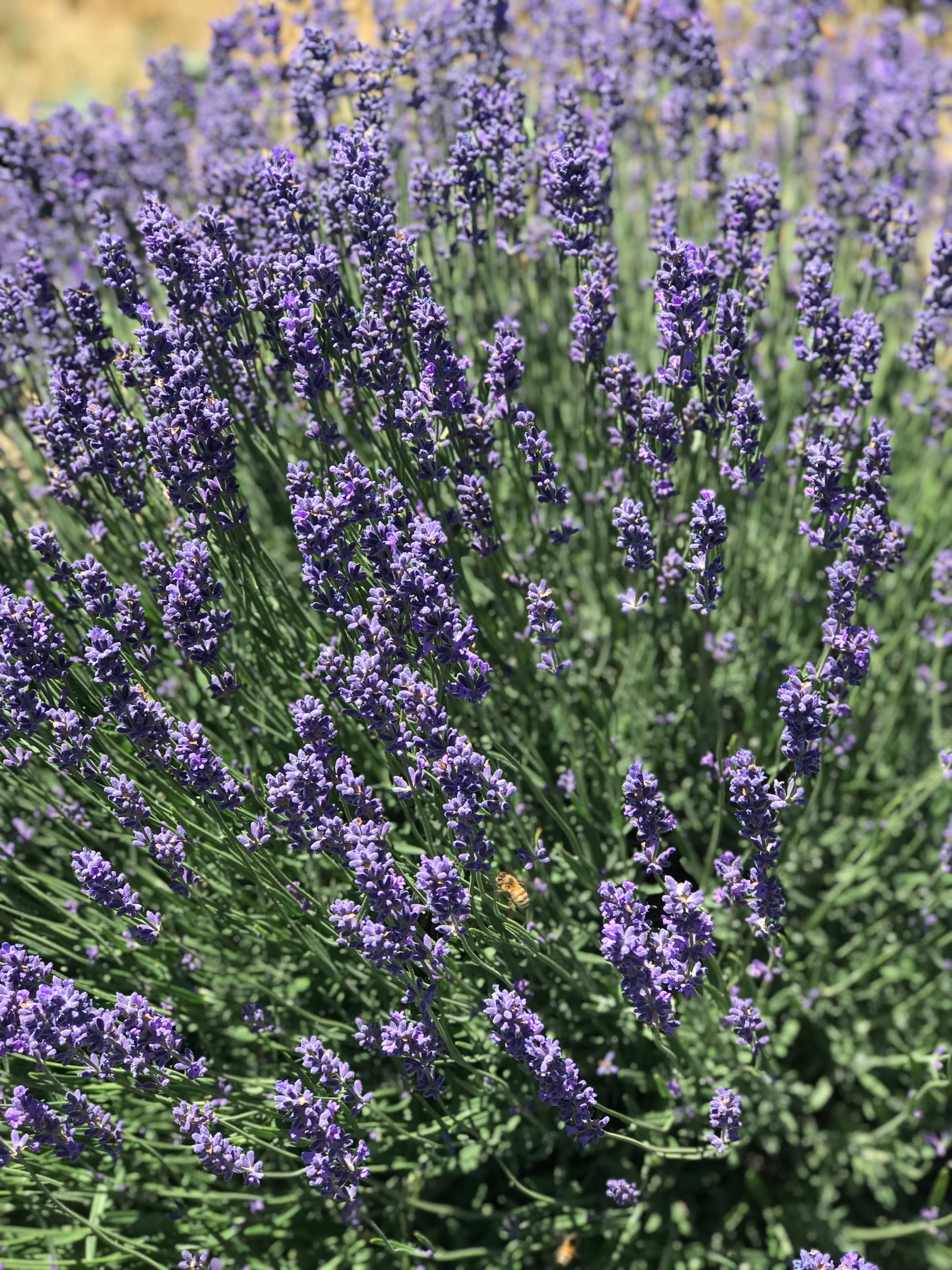 Miche Niche - Wholesale Hot/Cold Compress - Lavender Neck Wrap | Honey Bee Collection5