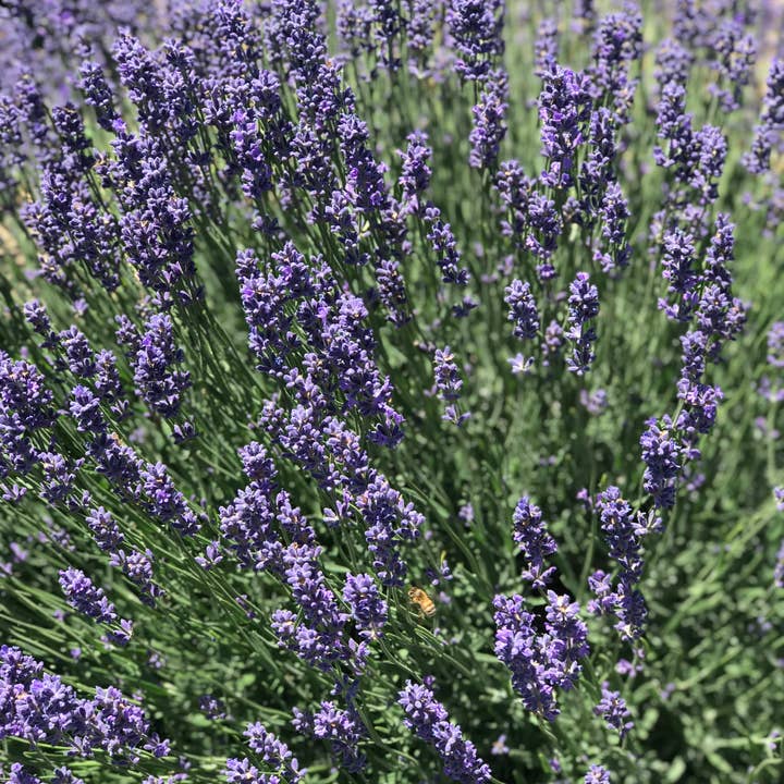 Miche Niche - Wholesale Hot/Cold Compress - Lavender Neck Wrap | Honey Bee Collection5