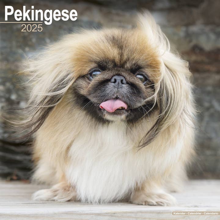 Pekingese Calendar 2025 for wholesale by Avonside Publishing Ltd