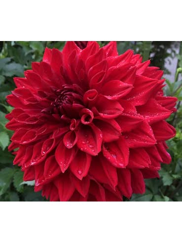 Dahlias Bi Color Assorted 50 stems BULK BOX for wholesale by Florasource