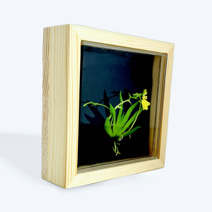 bloomify - Wholesale Live Plant - Bloomify Live Orchid Picture with frame, Maintenance Free Orchid, Psygmorchis Pusilla, Live Green Wall Décor, Blooming, No Green Thumb Necessary, Great for Work, Home, Wall Décor, Unique Gift.
