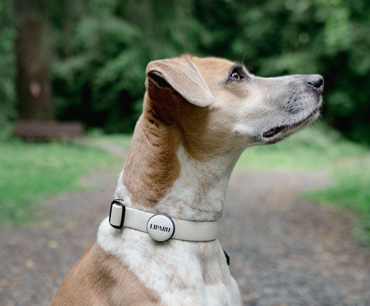 Besties Pets - Wholesale Pet Identification Tag - Cat/Dog - Slide-On Pet ID Tag | Design Your Own | Pick Color & Design7