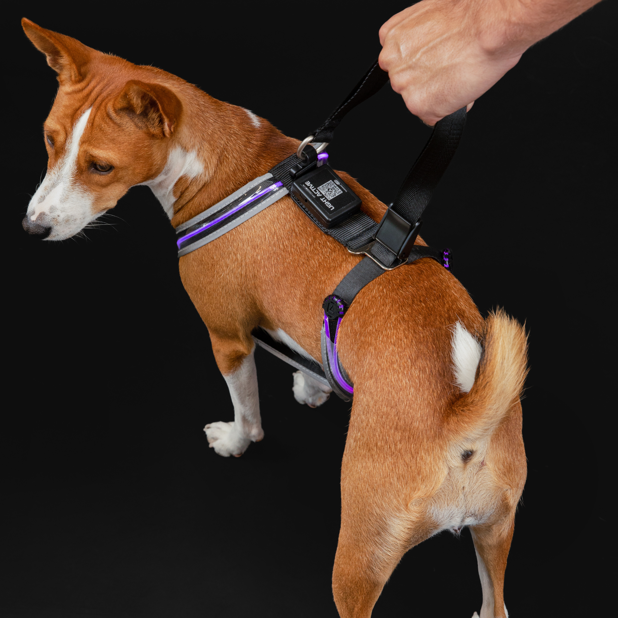 Tangle, Inc. - Wholesale Pet Harness - Dog - Light Active® Light-Up LED Dog Harness2