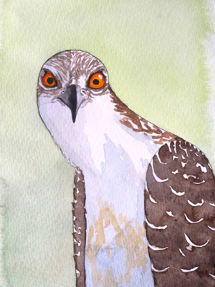 Nysgerrig fiskeørn-kort (Kopi) for engroshandel hos Sparrowhawk Art Studio