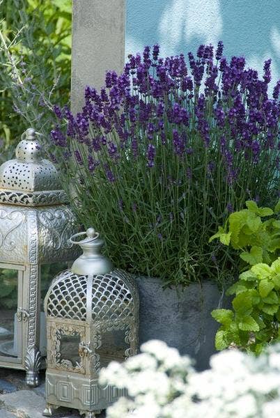 Oasis of Life - Wholesale Live Plant - Lavender Lavandula 'Hidcote' – 20 plants – Abundantly flowering garden lavender – ↕10-25cm – Ø9cm – easy to care for & sunny5