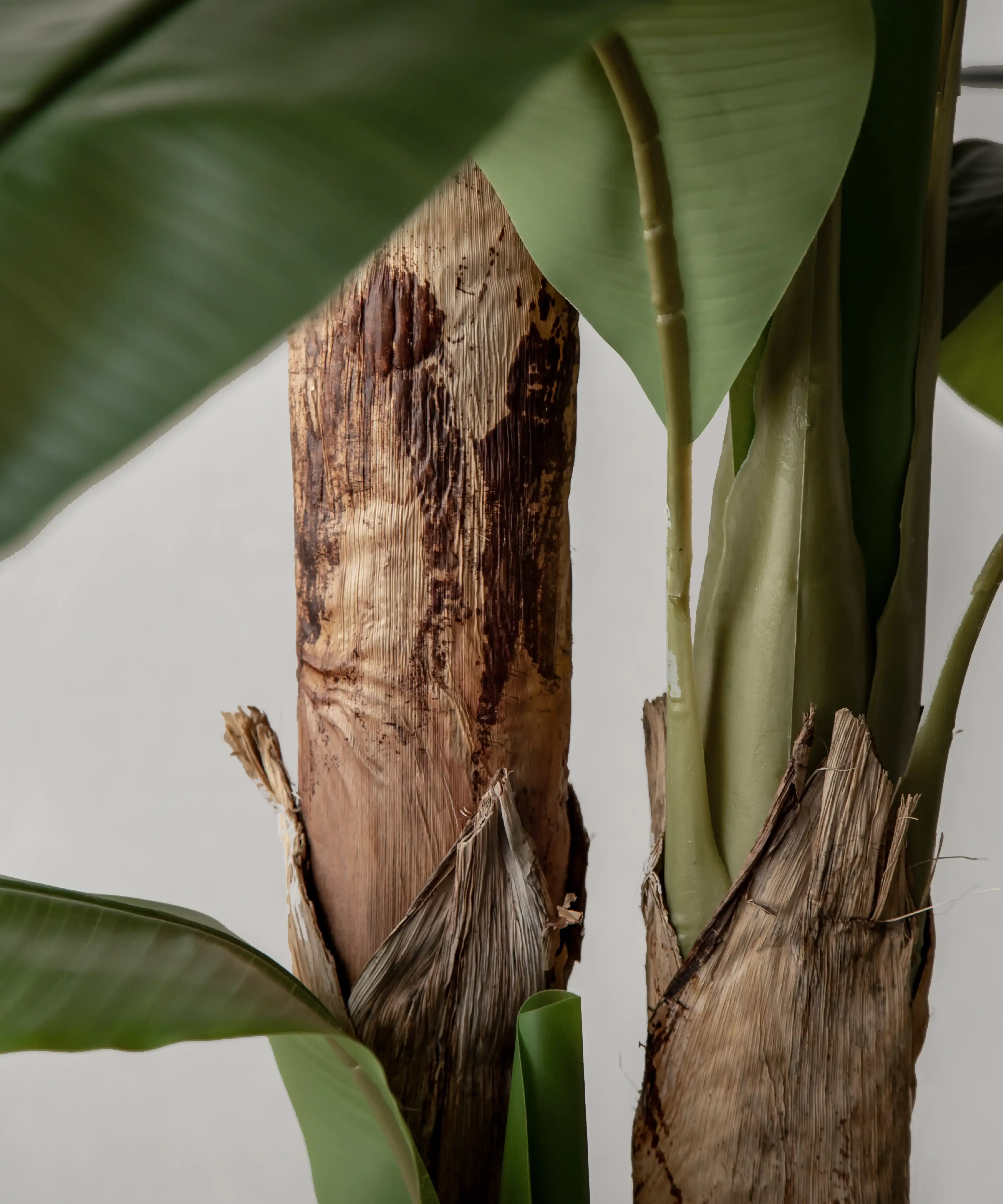 Maia Shop - Wholesale Artificial Plant - Artificial Banana Plant 210 cm2