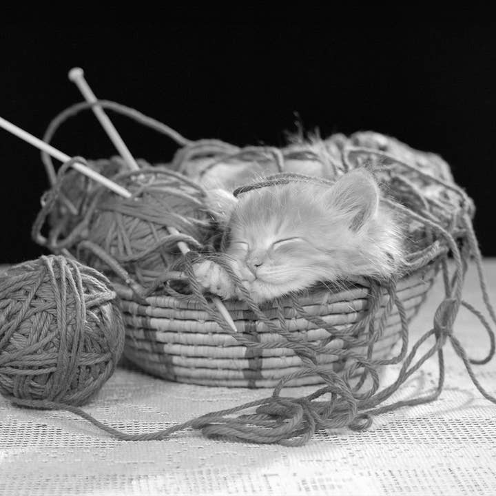 Killing på strikket vintage fotokort for engroshandel hos Inky Blue Ltd t/a Holy Mackerel