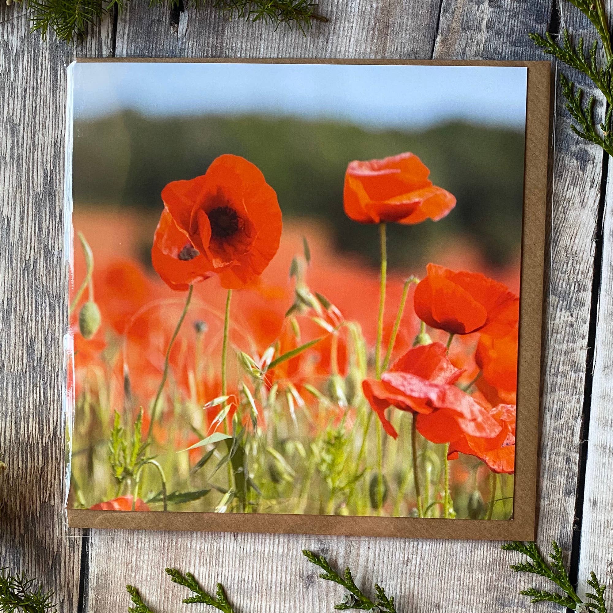 Alex Sharp – wholesale Vardagliga hälsningskort – Vallmo kort - Fält av vallmo gratulationskort1