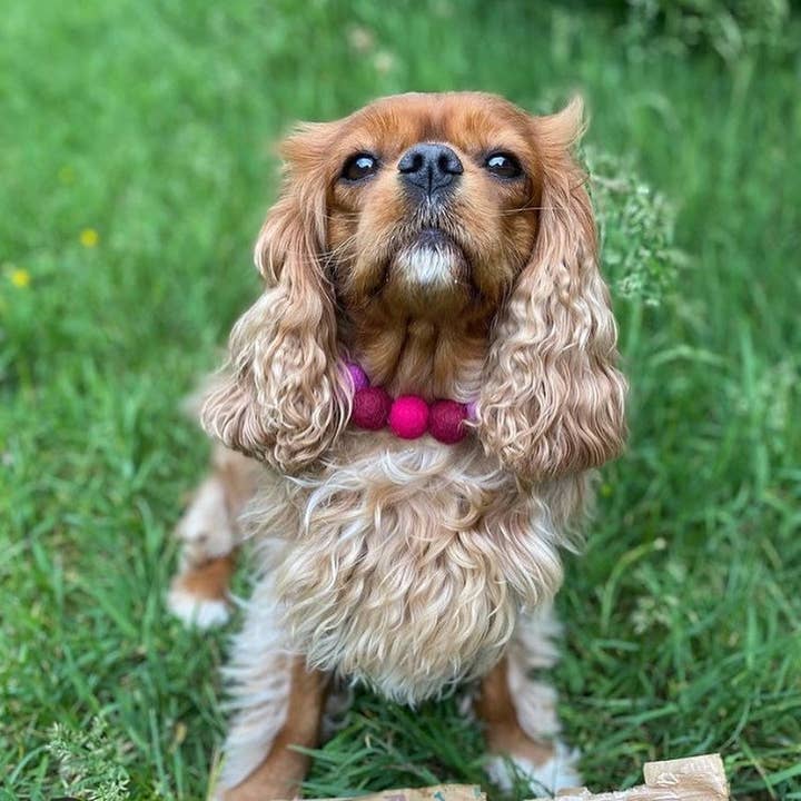 Puppies & Pom Poms – wholesale Pet collar – Dog – Personalised Pom Pom Dog Collar - Cherry2