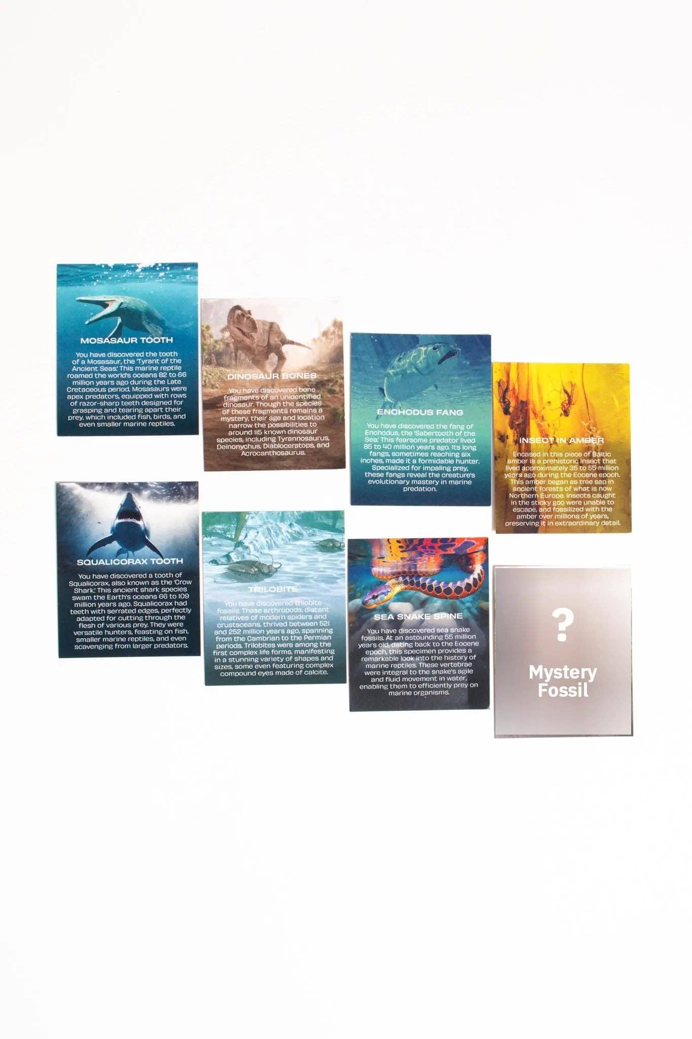 Stemcell Science Shop – wholesale Decorative tabletop object – Fossil Blind Bag5