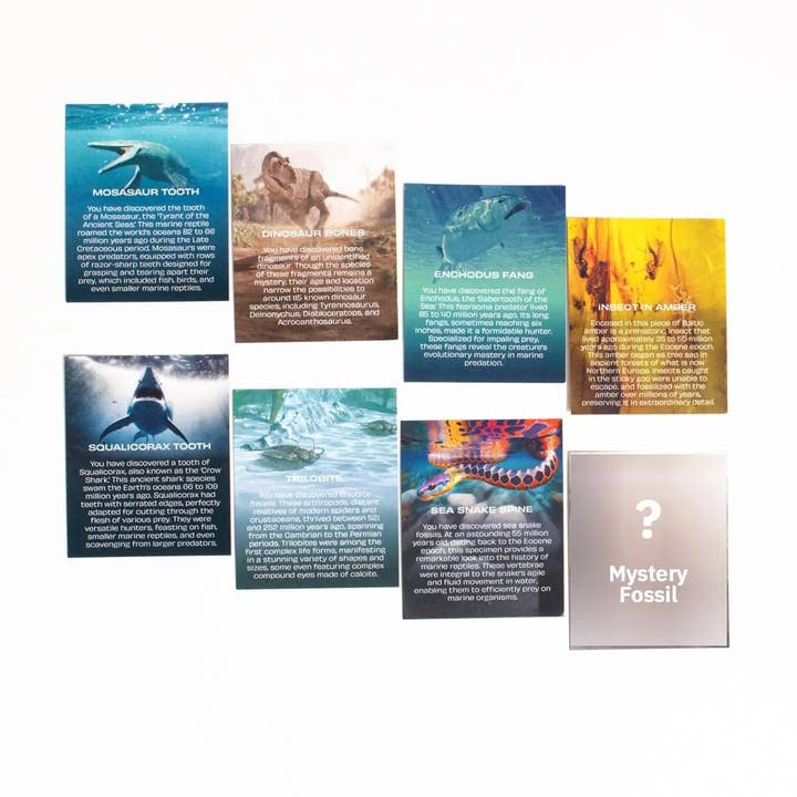 Stemcell Science Shop – wholesale Decorative tabletop object – Fossil Blind Bag5