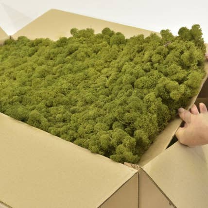 Moss House – wholesale Levande växt – Stabiliserad renlav mediumgrön från MossHouse