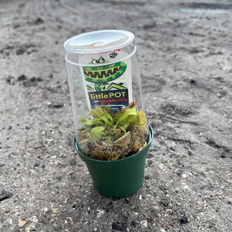 Triad Plants - Wholesale Live Plant - 3" Carnivorous Venus Fly Trap0