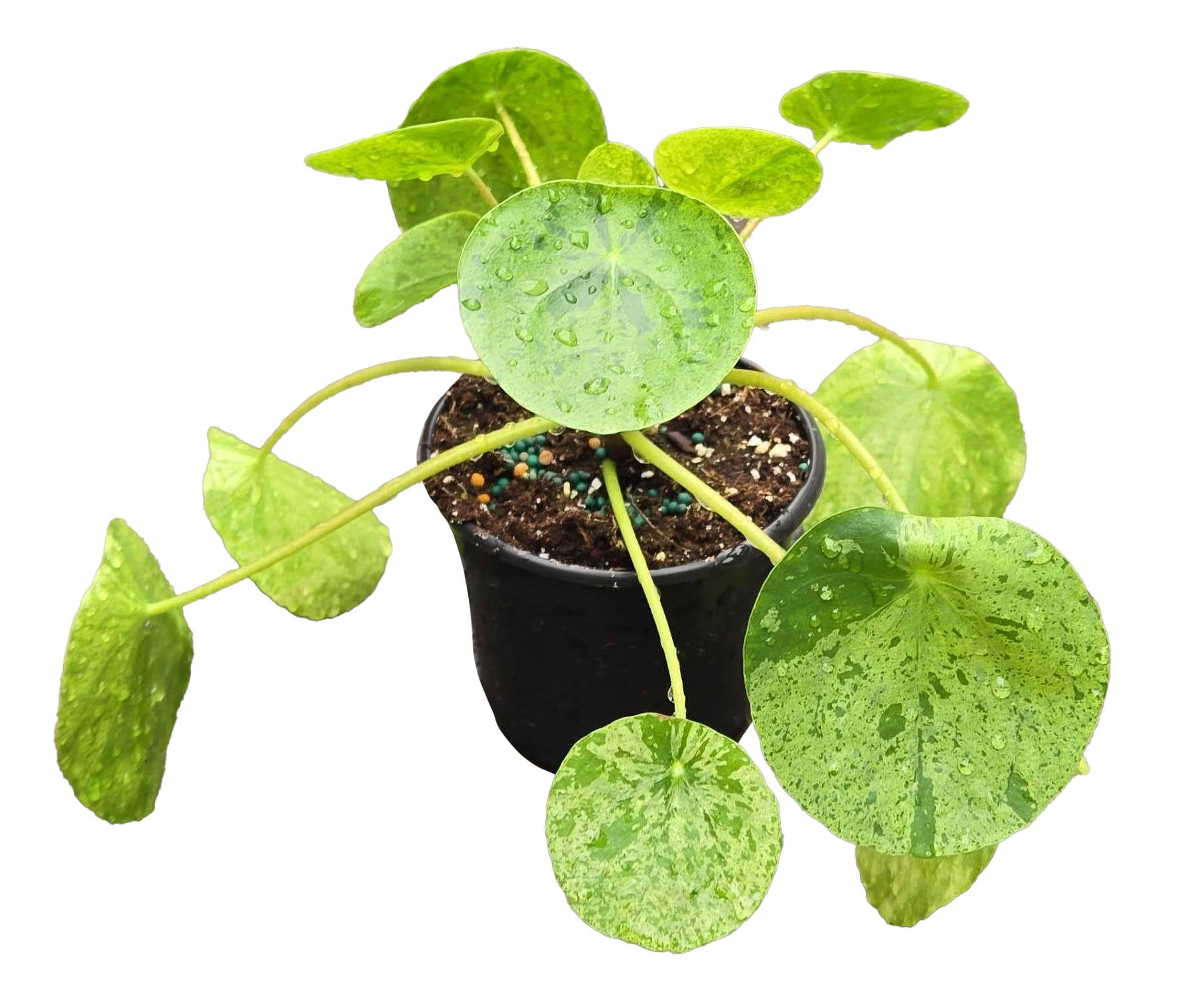 Arcadia Garden Products - Wholesale Plant Pot - Pilea Mojito 4 inch Grower Pot
