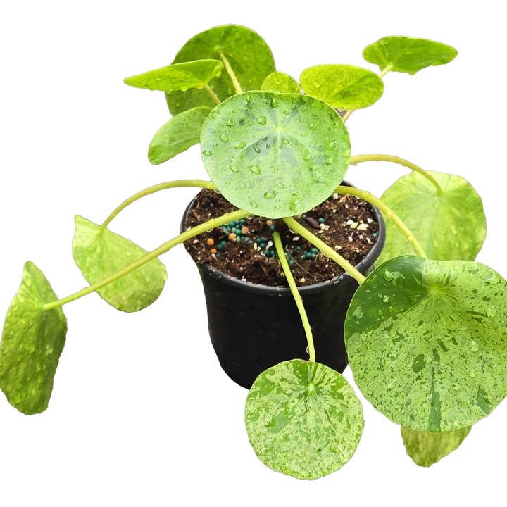 Arcadia Garden Products - Wholesale Plant Pot - Pilea Mojito 4 inch Grower Pot0