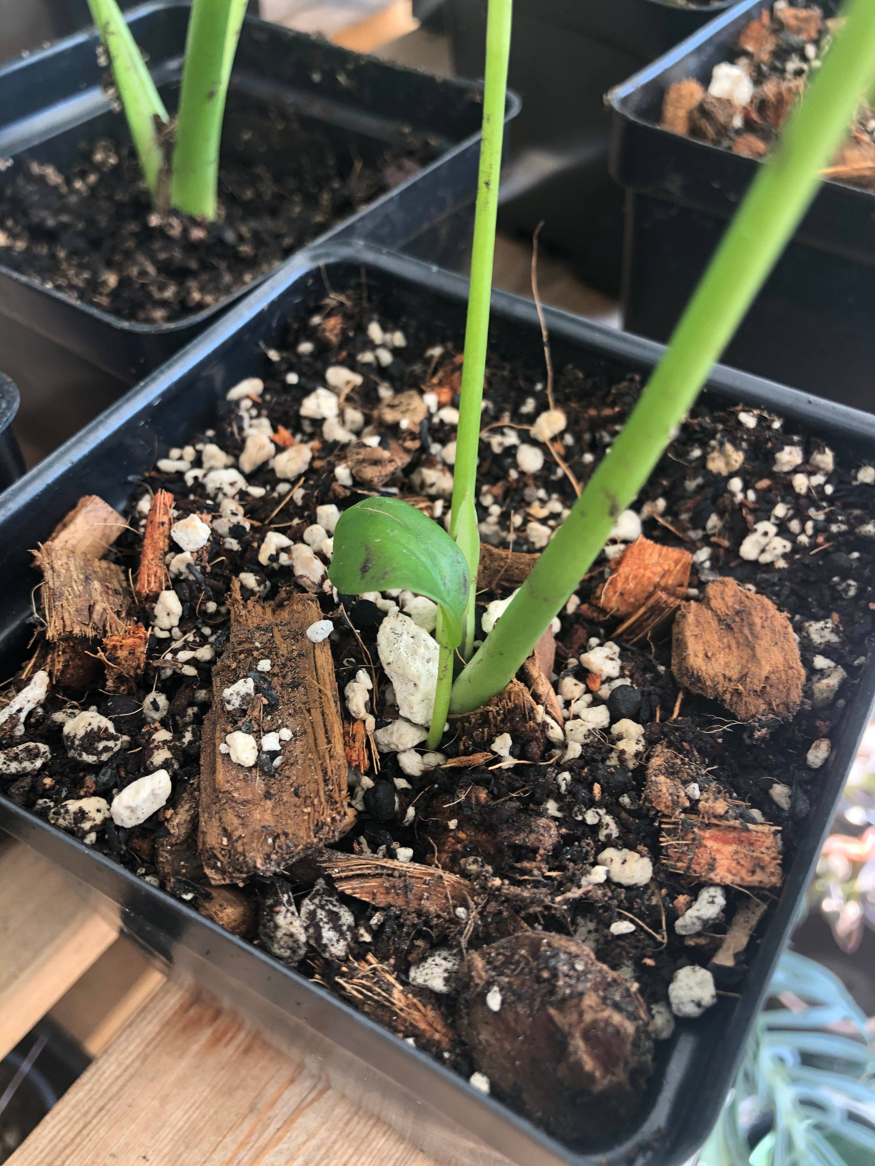 Rooting For You Plant Nursery - Wholesale Planting/Potting Soil - Premium Tropical Houseplant Potting Mix - General Purpose For Tropical Houseplants5