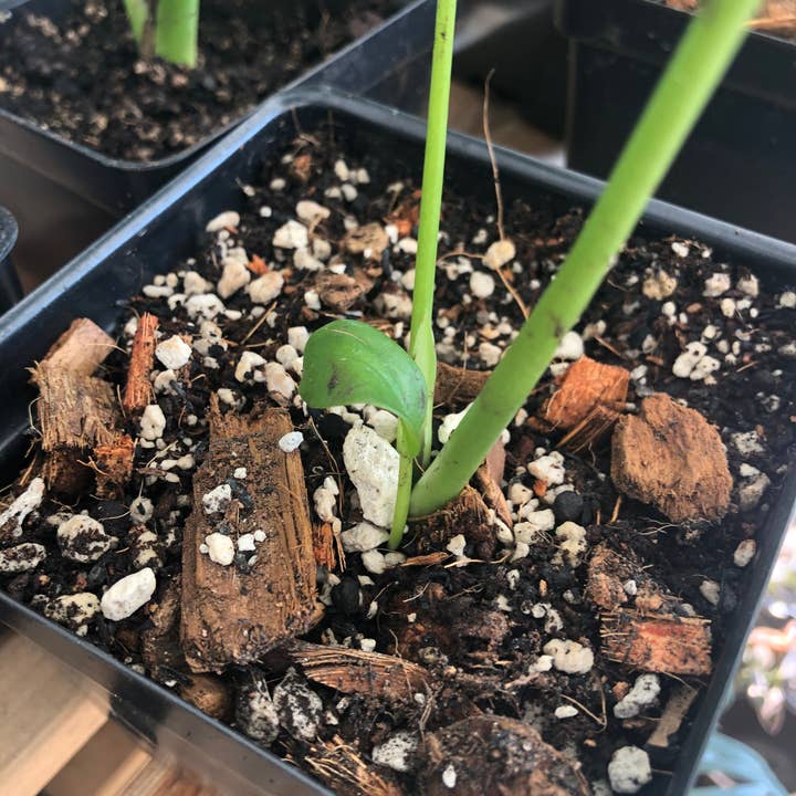 Rooting For You Plant Nursery - Wholesale Planting/Potting Soil - Premium Tropical Houseplant Potting Mix - General Purpose For Tropical Houseplants5