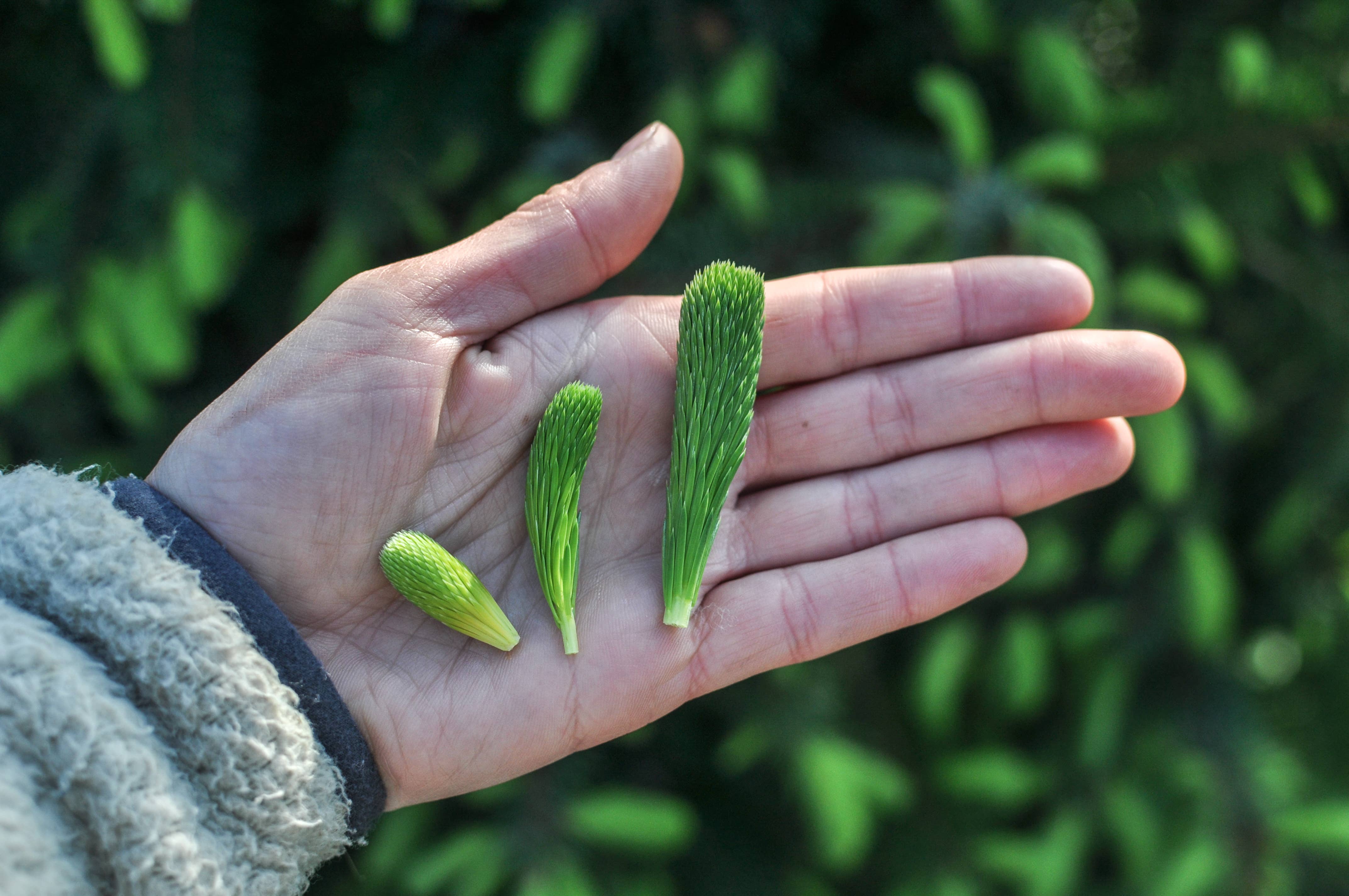 Barnacle Foods - Wholesale Cookie - Spruce Tip Shortbread Cookies1