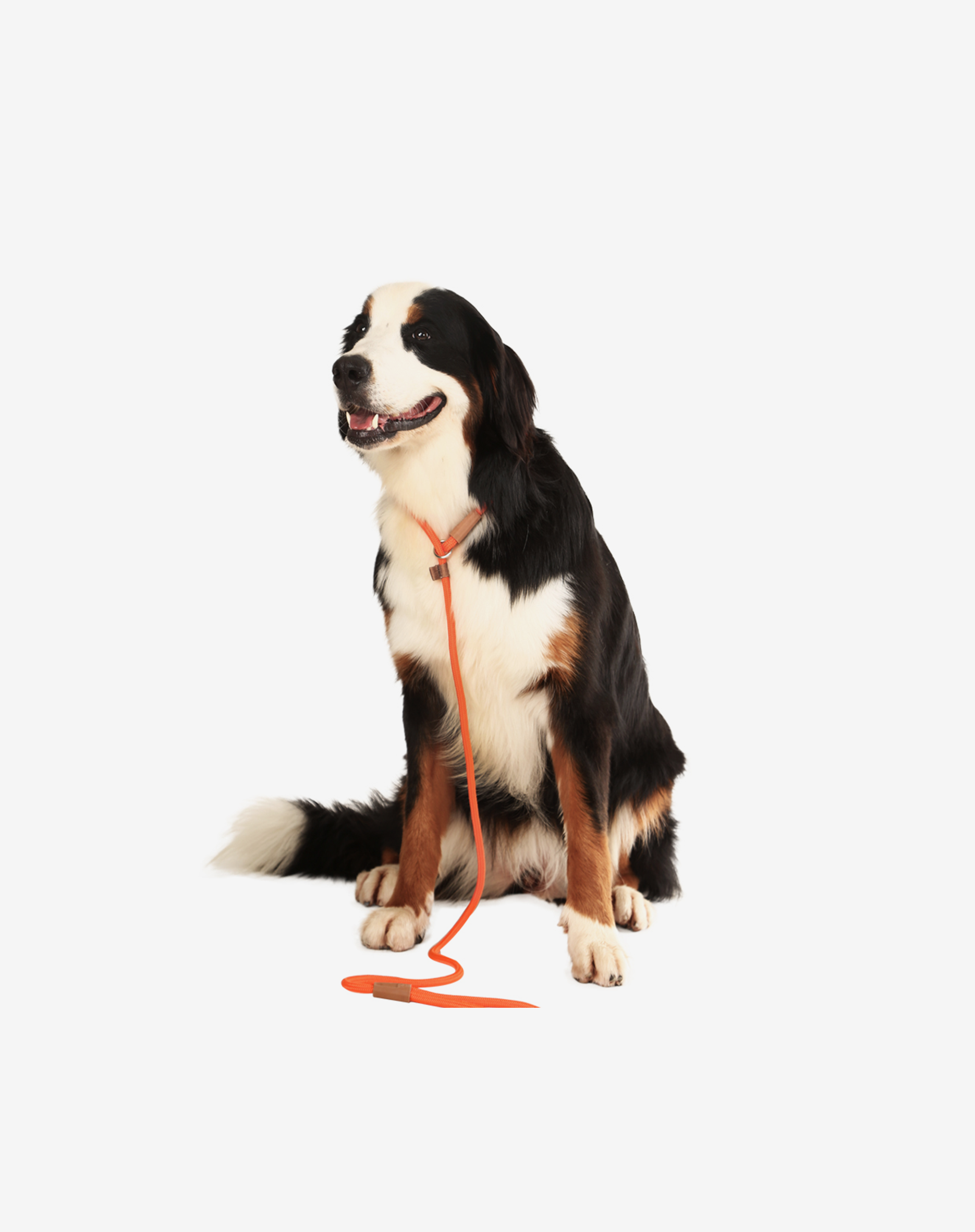 Toh - Wholesale Hondenriem - Hond - Oranje touwslip hondenriem2