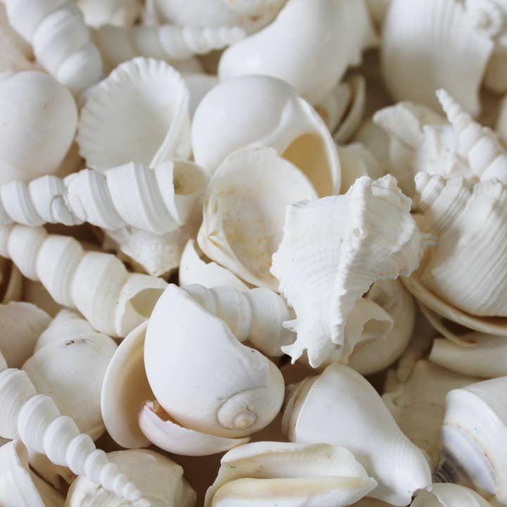 California Seashell Company - Wholesale Decorative Tabletop Object - Medium ALL White Seashell Mix - Bulk Shells - 1 KG