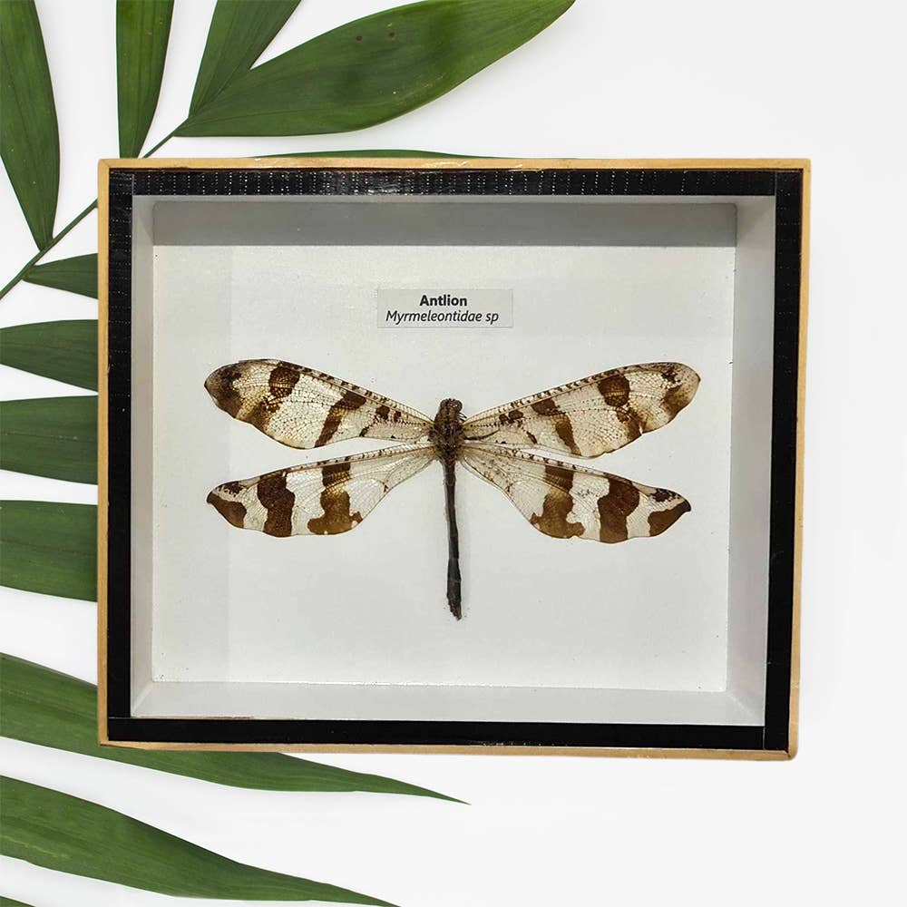 VIE - Wholesale Wall Accent - Framed Insect, Assorted31